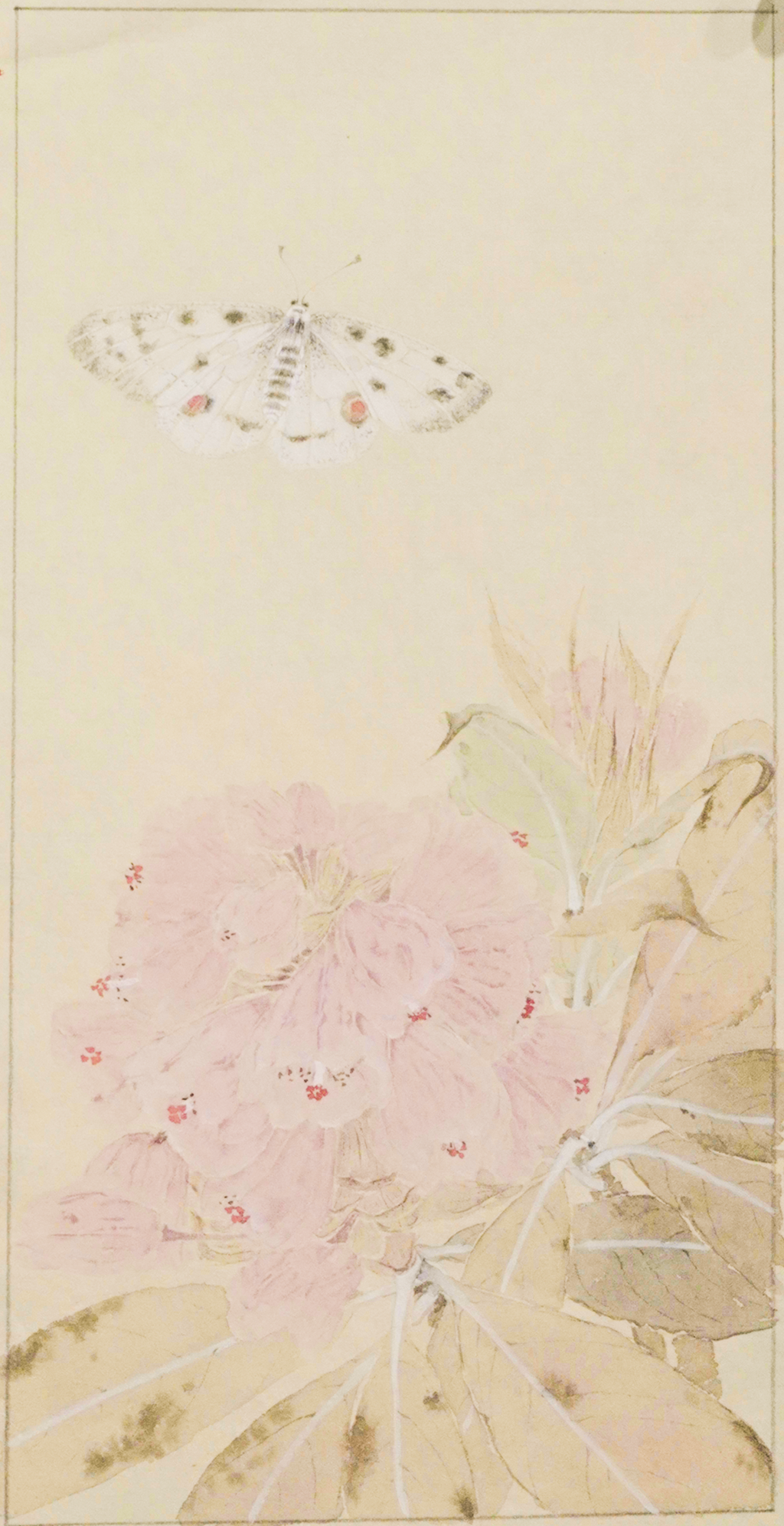 聞香圖 Drawing Near the Fragrance