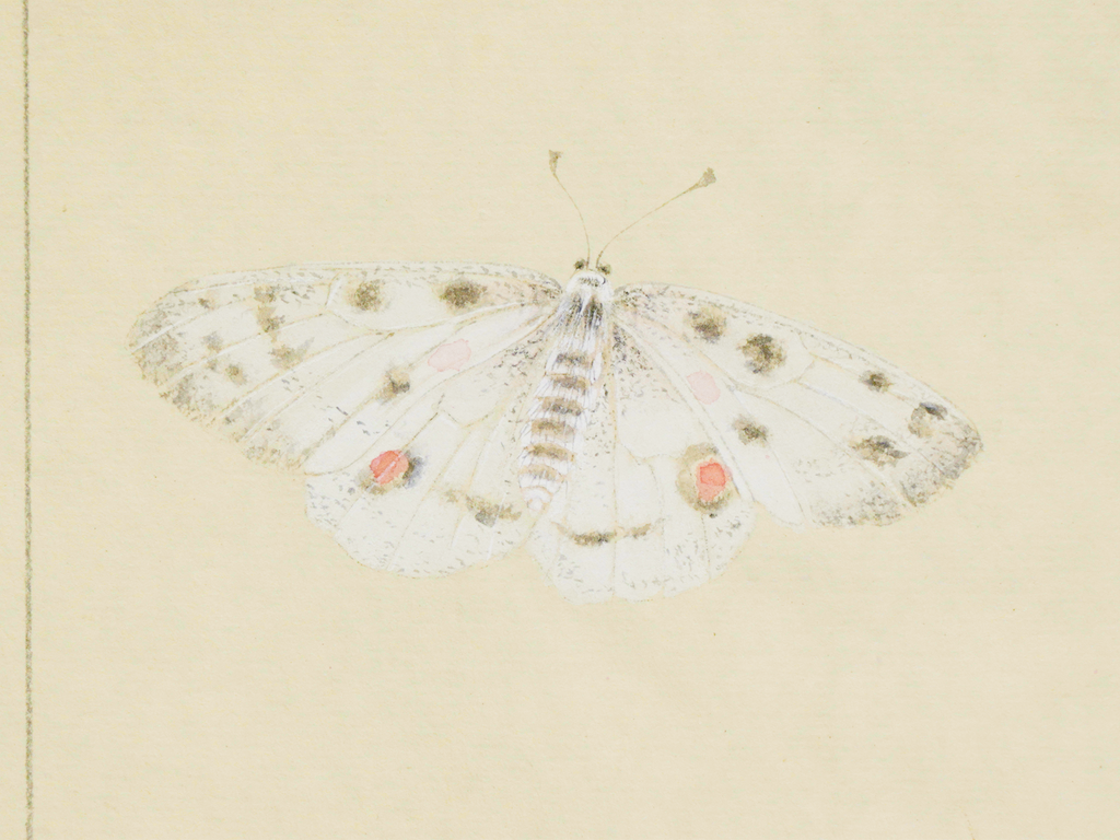 聞香圖 Drawing Near the Fragrance