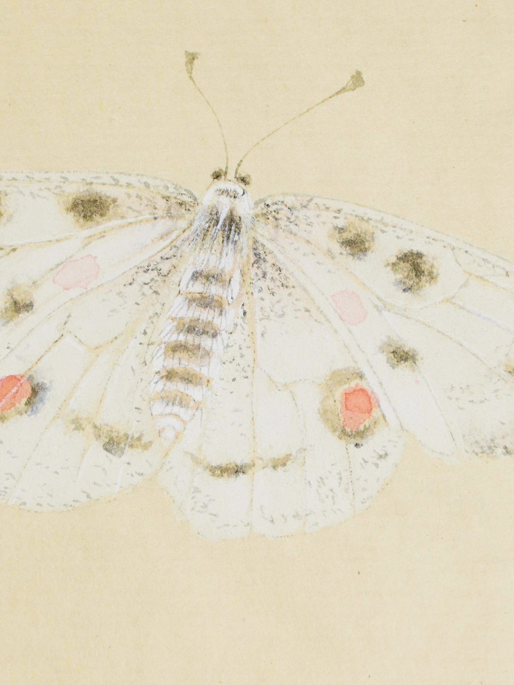 聞香圖 Drawing Near the Fragrance