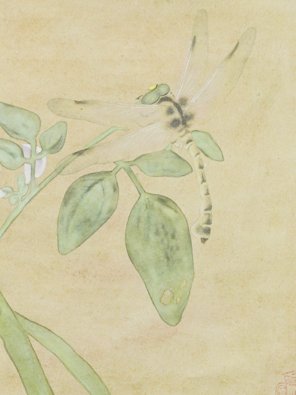 臨摹-豆荚蜻蜓图 Pod and Dragonfly (after a Song master)