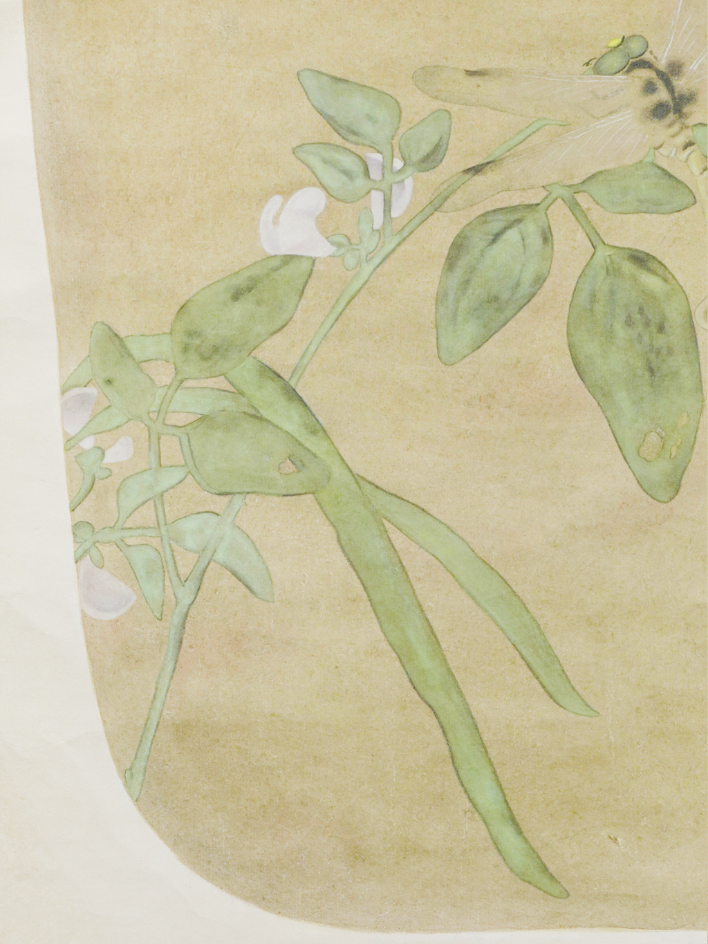 臨摹-豆荚蜻蜓图 Pod and Dragonfly (after a Song master)